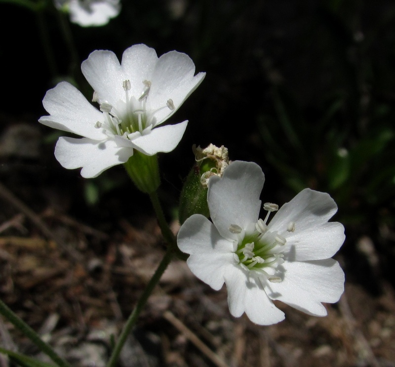 Изображение особи Lychnis samojedorum.