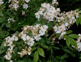 Rosa multiflora. Ветки с соцветиями. Германия, г. Дюссельдорф, Ботанический сад университета. 02.06.2014.