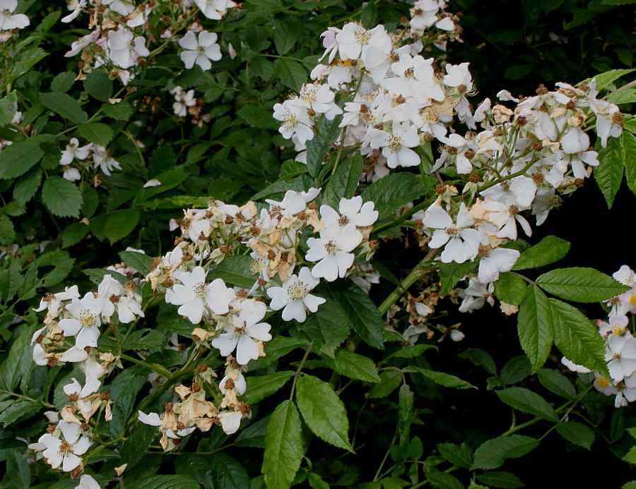 Image of Rosa multiflora specimen.