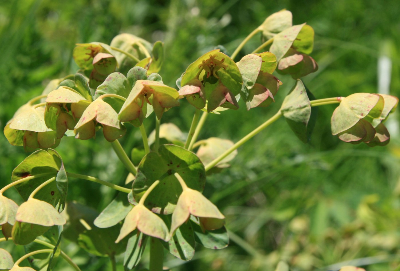 Image of Euphorbia glaberrima specimen.