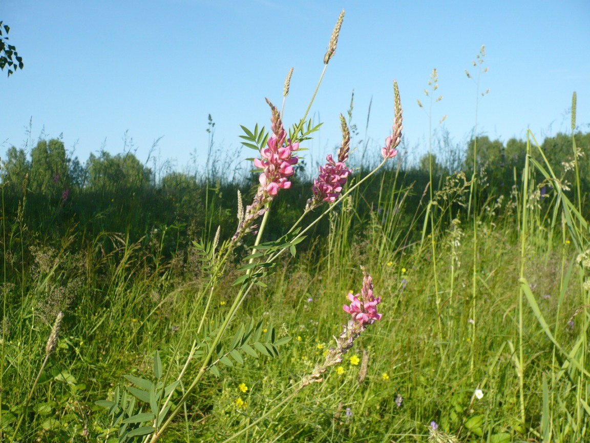 Изображение особи Onobrychis arenaria.