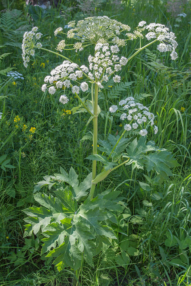 Изображение особи Heracleum dissectum.