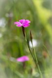 Dianthus deltoides