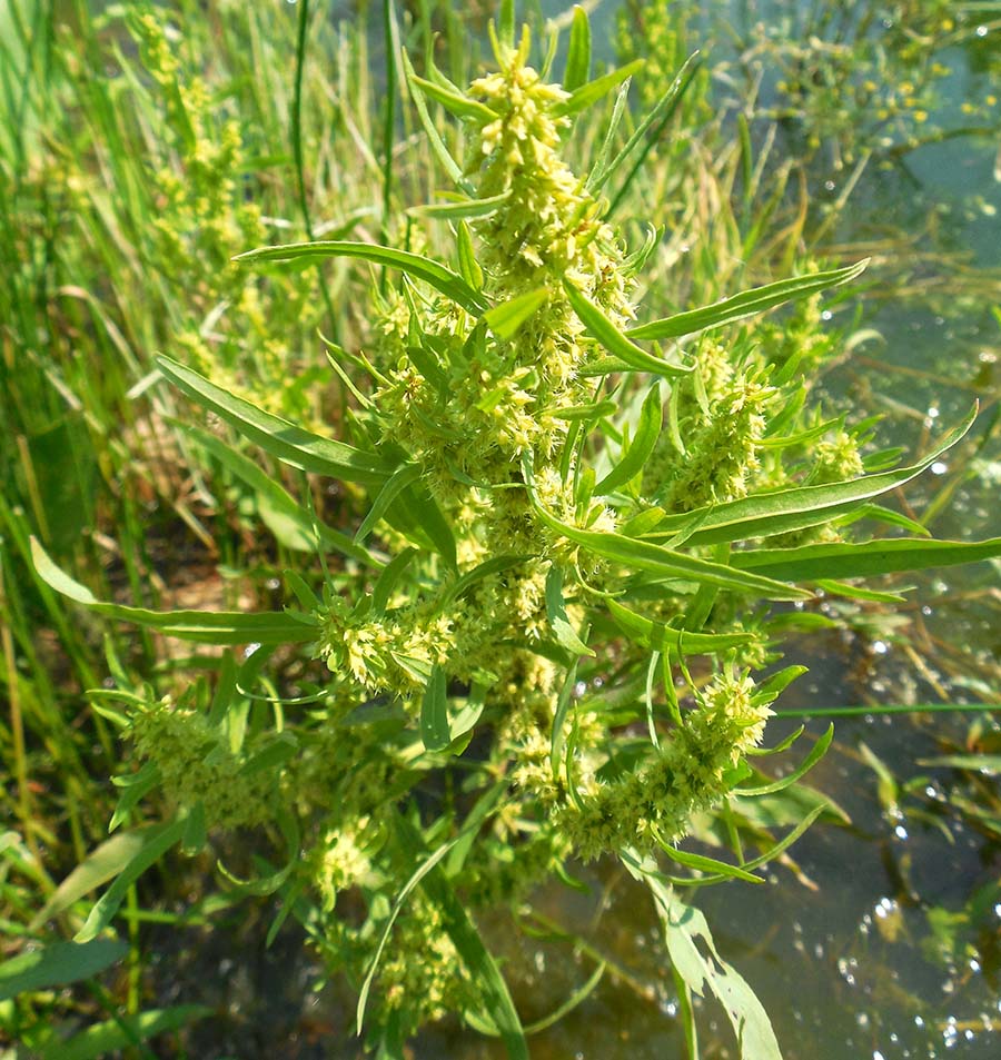 Изображение особи Rumex maritimus.