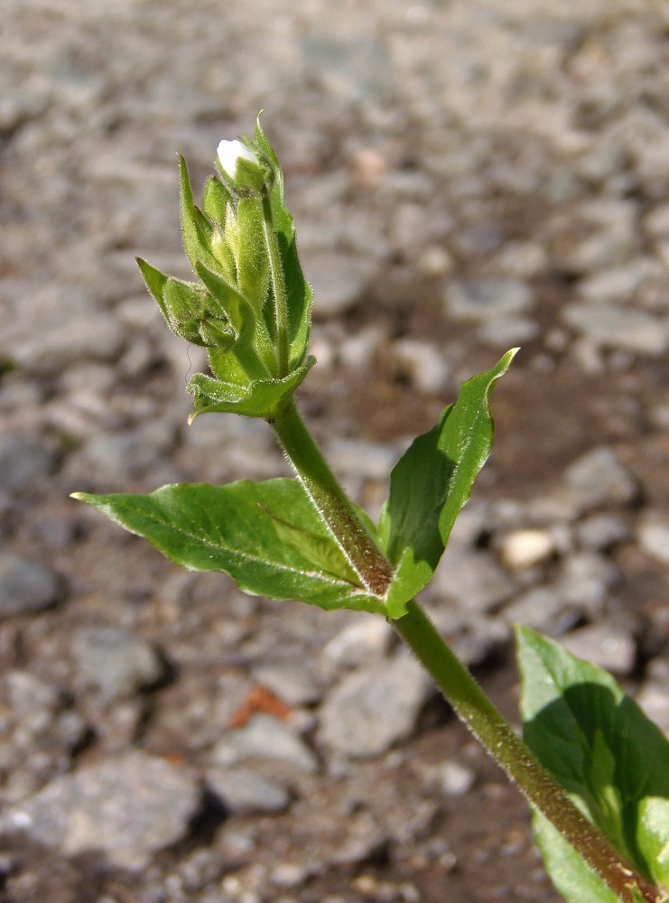 Изображение особи Myosoton aquaticum.