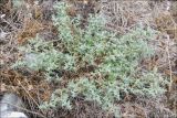 Herniaria incana variety angustifolia