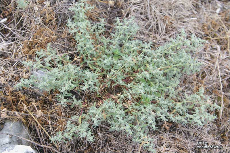 Image of Herniaria incana var. angustifolia specimen.