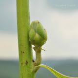 Scorzonera albicaulis. Нераскрывшееся соцветие. Приморский край, Уссурийский р-н, окр. с. Монакино, луг на вершине сопки. 18.07.2014.