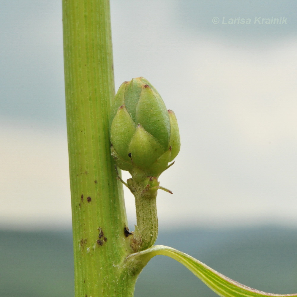 Image of Scorzonera albicaulis specimen.