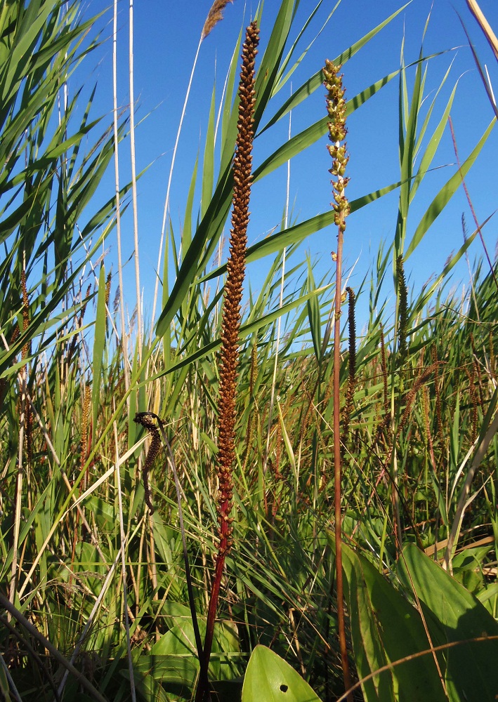 Изображение особи Plantago uliginosa.