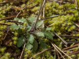 Arabidopsis arenosa