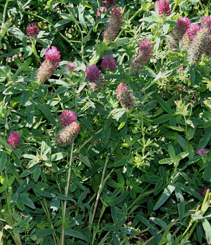 Image of Trifolium rubens specimen.
