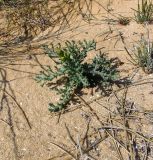 Senecio glaucus