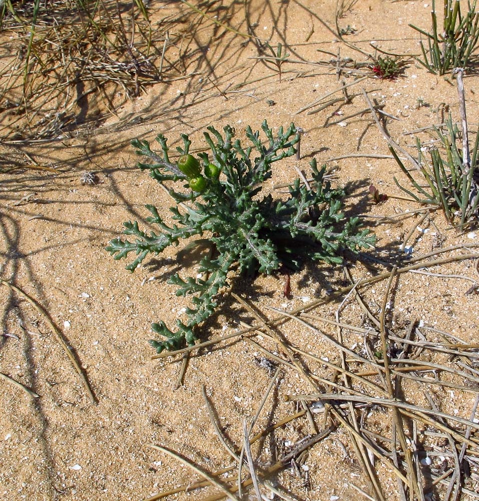 Изображение особи Senecio glaucus.