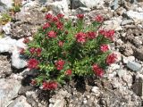 Rhodiola coccinea