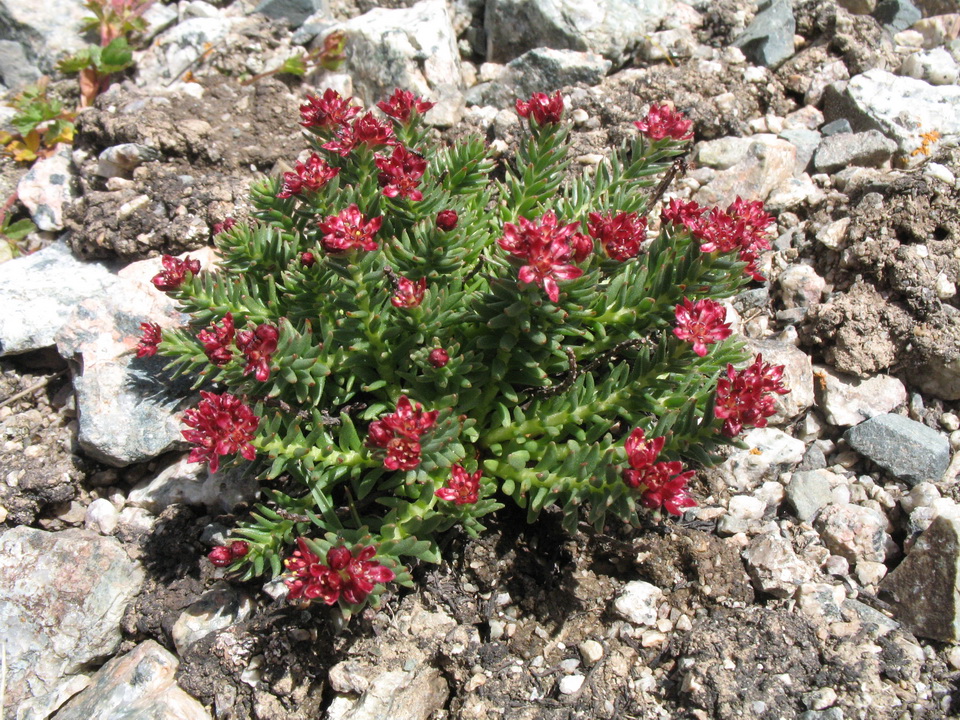 Изображение особи Rhodiola coccinea.