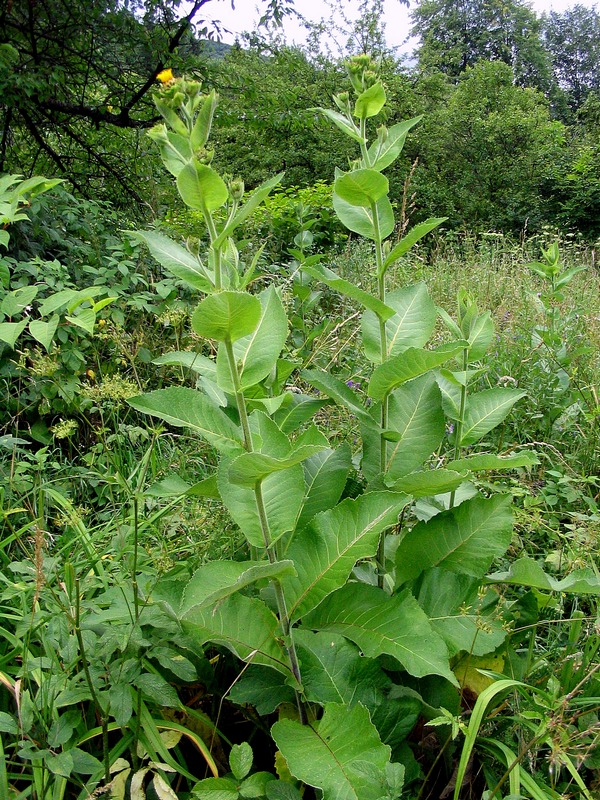 Image of Inula helenium specimen.