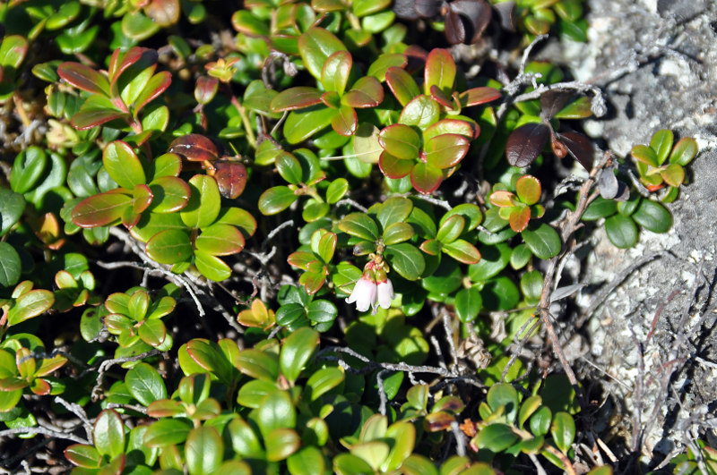 Image of Vaccinium vitis-idaea specimen.