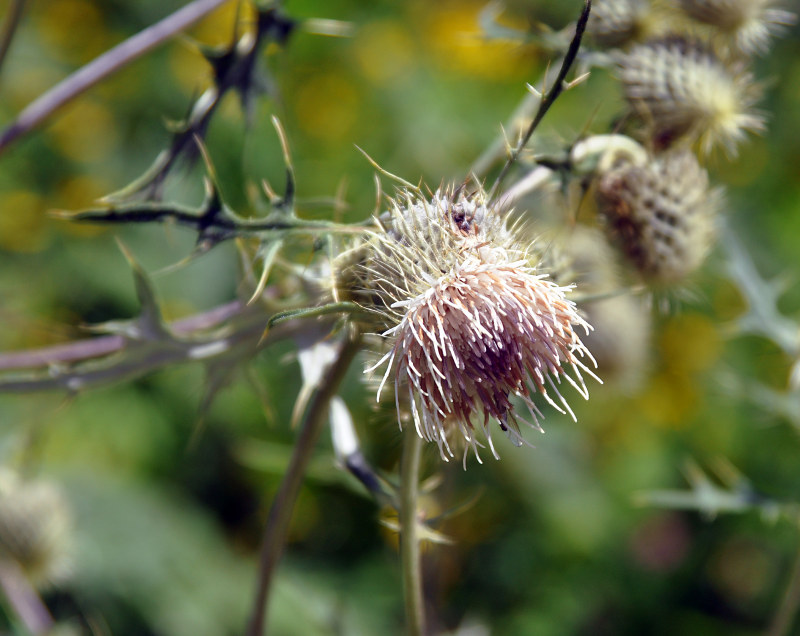 Image of Cirsium chlorocomos specimen.