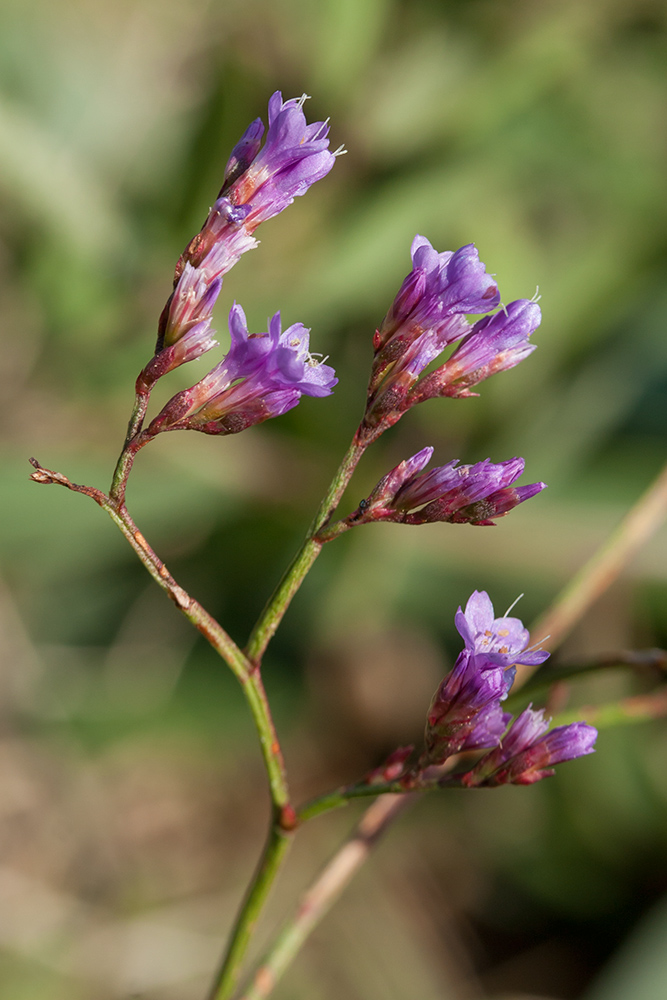 Image of Limonium narbonense specimen.