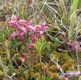 Andromeda polifolia. Плодоносящие растения на сырой мочажине возле ручья (розовые побеги поражены грибом). Кольский п-ов, побережье Восточного Мурмана, берег губы Дальнезеленецкая. 03.08.2009.