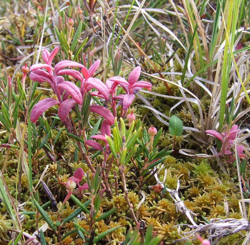 Изображение особи Andromeda polifolia.