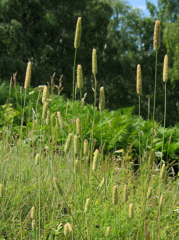 Image of Phleum pratense specimen.