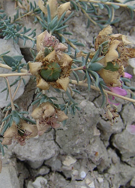 Image of Reaumuria cistoides specimen.