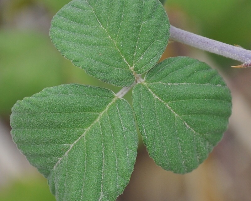 Изображение особи Rubus sanctus.