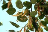 Tilia × europaea