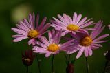 Chrysanthemum indicum. Верхушка цветущего растения. Московская обл., Раменский р-н, окр. дер. Хрипань, дачный участок. 21.09.2009.