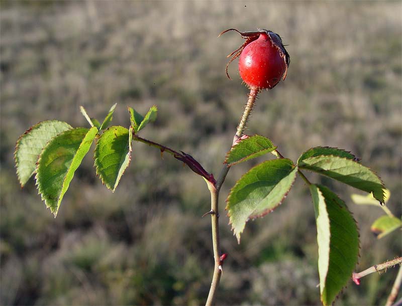 Изображение особи Rosa marginata.