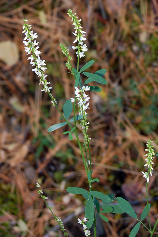 Image of Melilotus albus specimen.