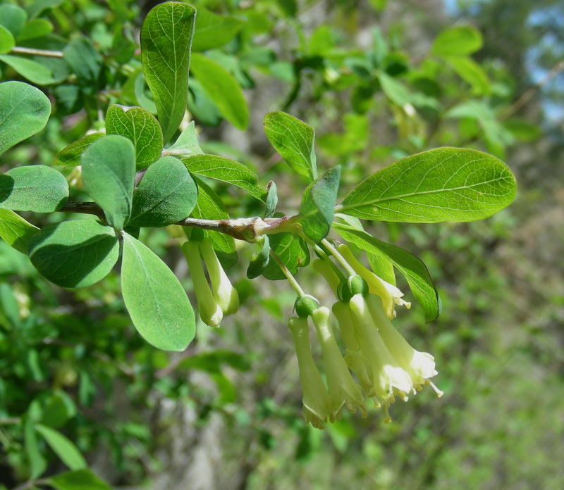 Изображение особи Lonicera simulatrix.