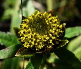 Bidens cernua