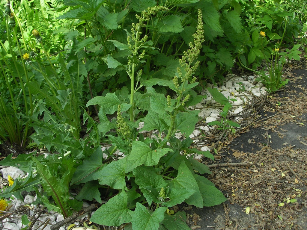 Image of Blitum bonus-henricus specimen.