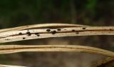 Image of taxon representative. Author is Геннадий Окатов