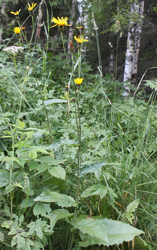 Изображение особи Crepis sibirica.