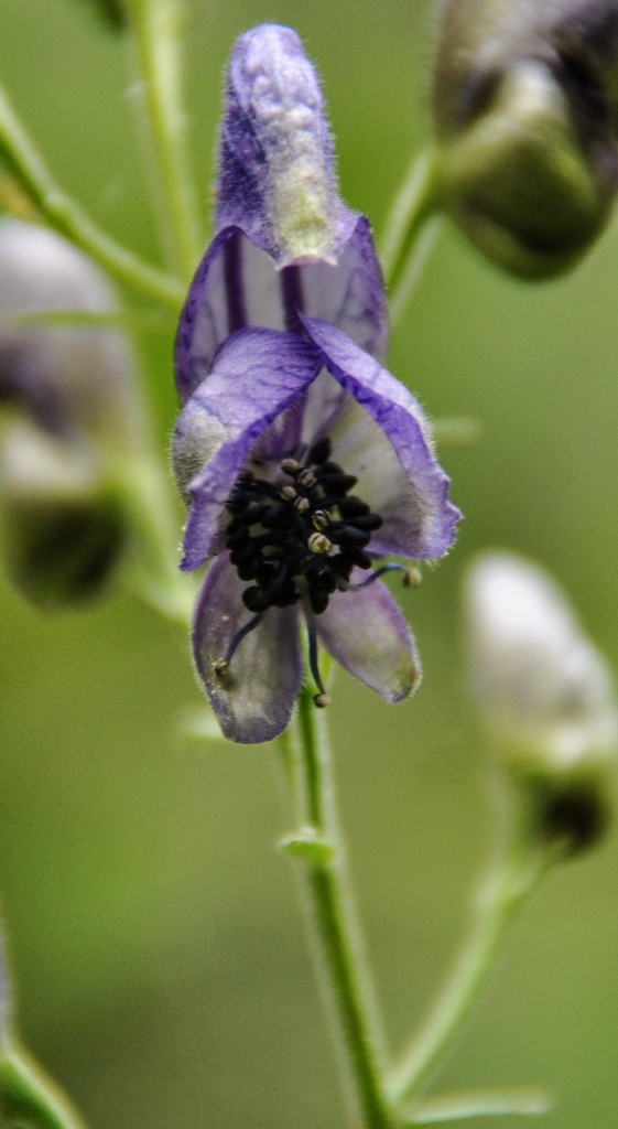 Image of Aconitum ambiguum specimen.