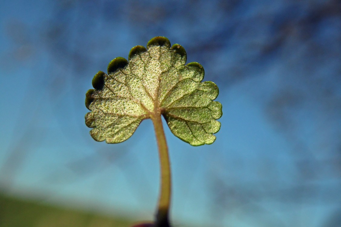 Изображение особи Glechoma hederacea.