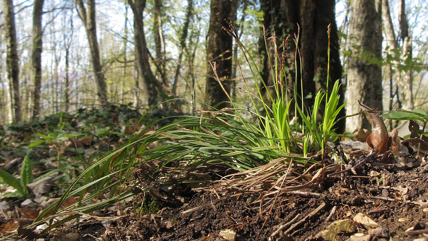 Image of Carex digitata specimen.