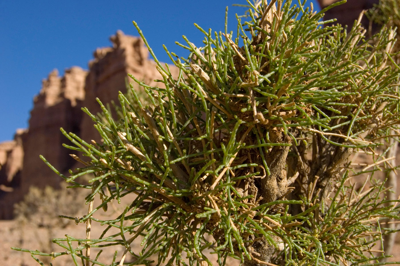 Image of genus Haloxylon specimen.