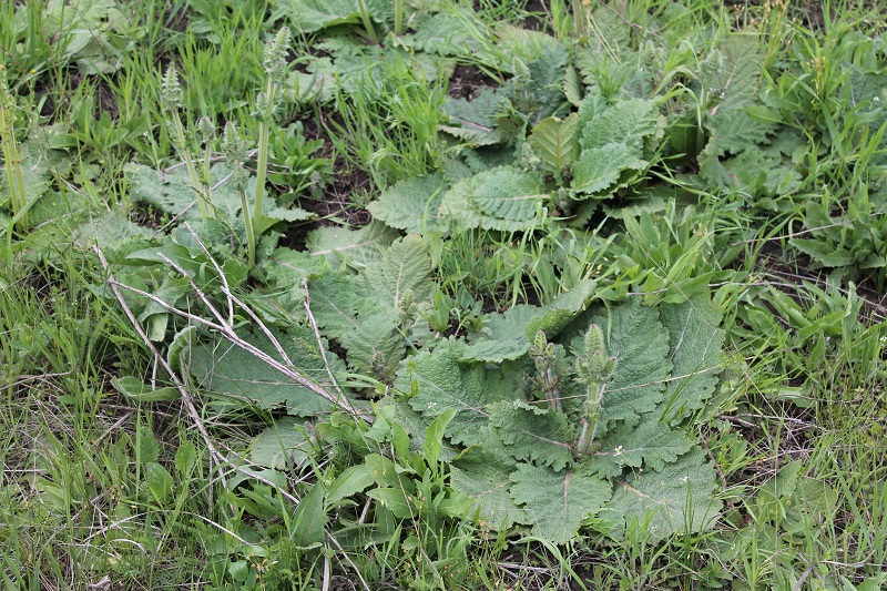 Image of Salvia revelata specimen.