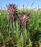 Pedicularis wilhelmsiana. Верхушка цветущего растения. Адыгея, Кавказский биосферный заповедник, хр. Каменное Море, ≈ 2000 м н.у.м., субальпийский луг. 13.06.2015.