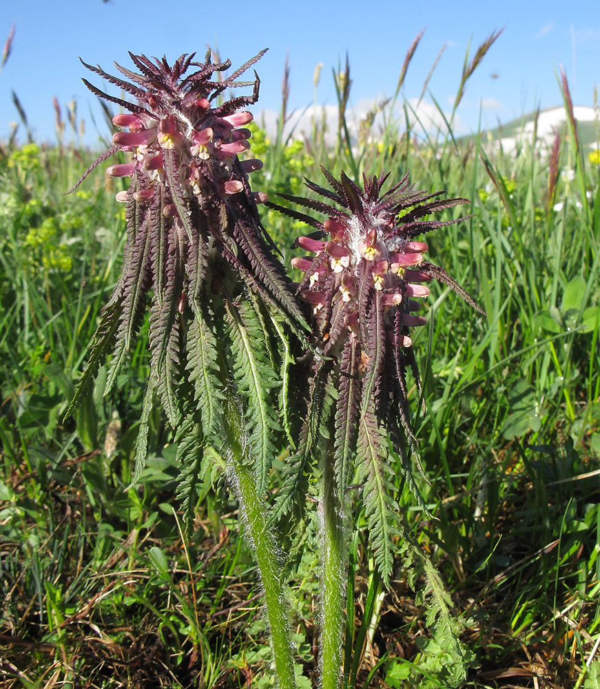 Изображение особи Pedicularis wilhelmsiana.