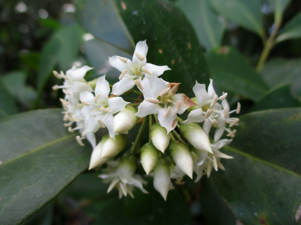 Изображение особи Aegiceras corniculatum.