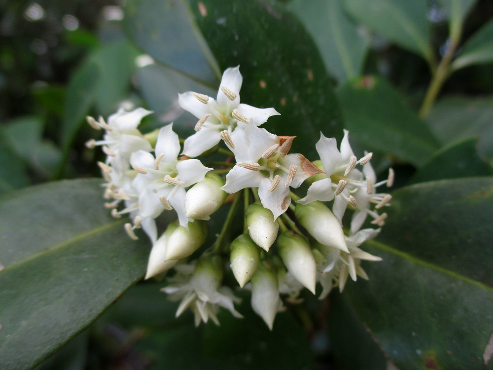 Изображение особи Aegiceras corniculatum.