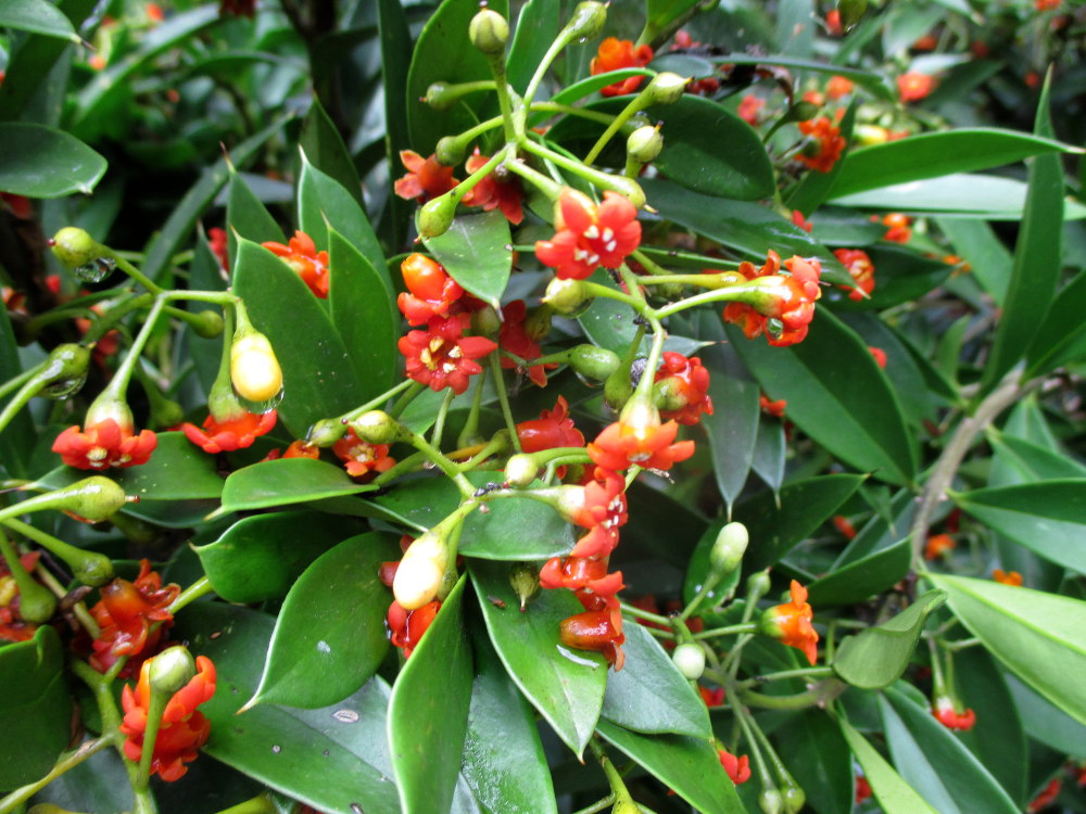 Изображение особи Bonellia macrocarpa.