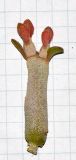 Euphorbia lomelii. Веточка с генеративными побегами. Израиль, г. Тель-Авив, ботанический сад \"Сад кактусов\". 27.07.2015.