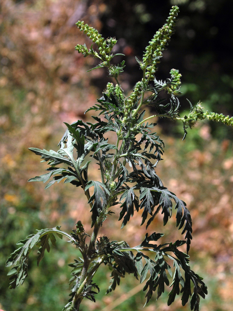 Image of Ambrosia artemisiifolia specimen.